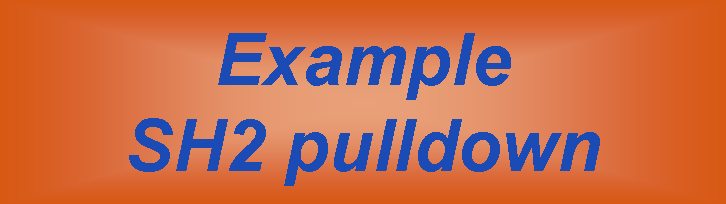 Example SH2 pulldown + Wester-Blot